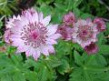 2010-0531-1450_Pink_Flower_15,3C